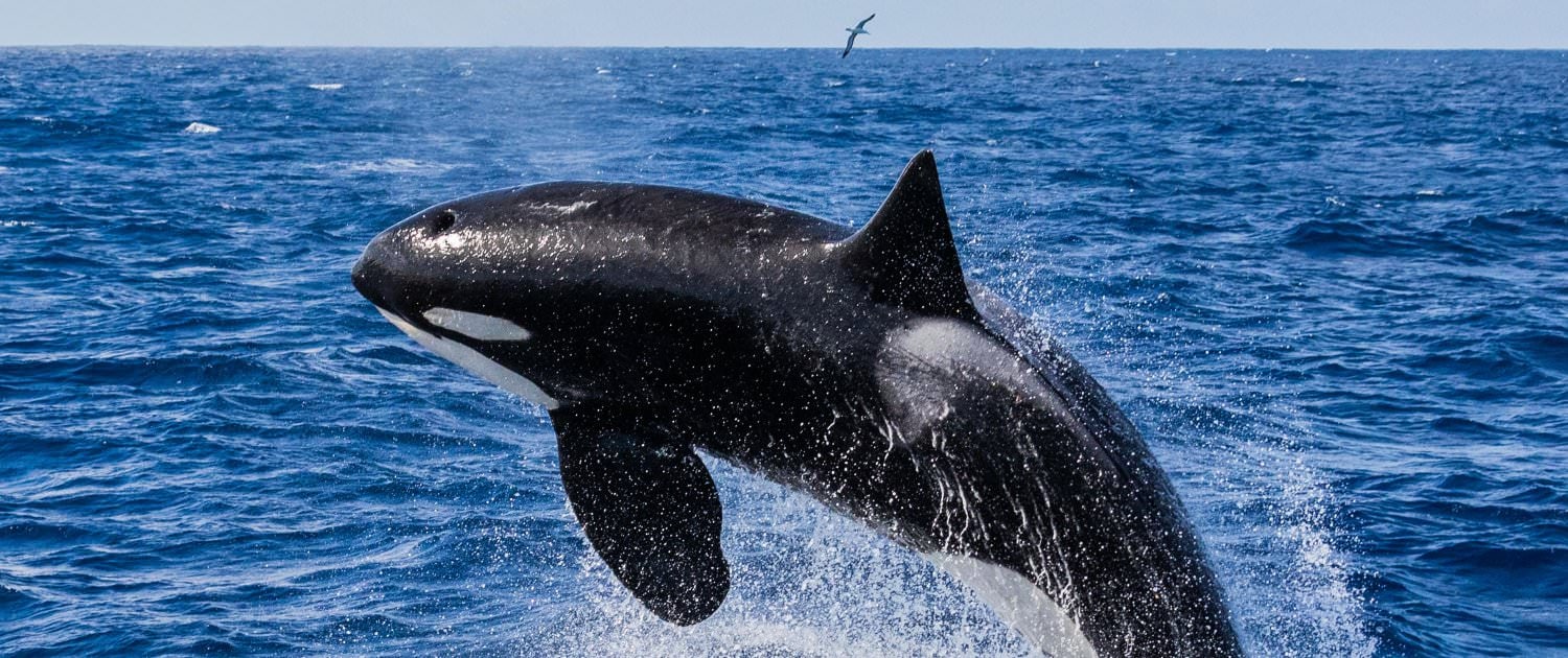 5-Day Bremer Bay Killer Whales Expedition: Orca Adventure