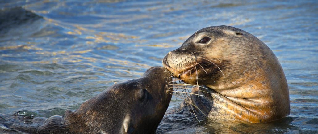 penguin island seal tours